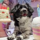 피터펫 미사점 | 하남 미사 피터펫 애견카페에서 생일파티에 화식 간식까지 즐긴 깔끔한 실내놀이터에서 힐링한 하루