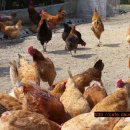 자연농장 이미지