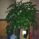 연세느티나무치과의원 이미지