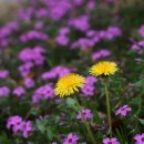 민들레어린이공원 이미지