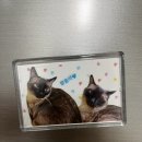 운정 숲 고양이호텔 이미지