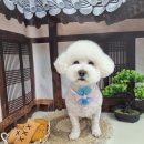 문경제일병원어린이집 | 260405 상주 고스트225, 짬뽕국수집, 동그란멍멍이, 영팔식당, 계림식육식당, 문경 남부떡볶이