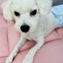 콩몽이네 이미지