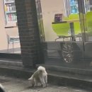 마리애견미용실 이미지