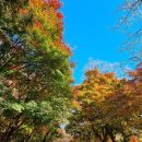 아차산 동행숲길 | 가을 핫플레이스 서울단풍 명소 &#39;아차산 가을 단풍길 (워커힐로)&#39; 무장애 숲길 &#39;아차산 동행 숲길&#39;