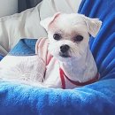 별이와콩이 이미지