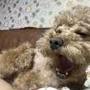 다몽헤어 이미지