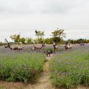 경기도 시흥시 교통약자이동지원센터 | 화창한 날 방문하기 좋은 시흥 갯골생태공원