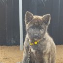 호피농장 이미지