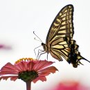 꽃보다 사랑 이미지