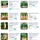 1차김장실패. 배추값비교.(하나로마트. 온라인) 천수무 값 비교