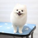 세종클래스애견미용학원