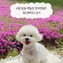 가장농장 | 수원 탑동시민농장 반려견동반 꽃구경피크닉 후기