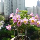 어반트 이미지