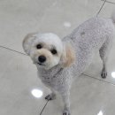 금비펫살롱 이미지