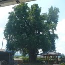 은행1리 이미지