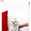 퍼피짱 이미지