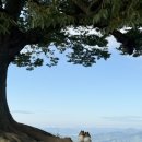 부여애견 이미지