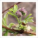 약용식물과 건강약선 이미지