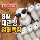 초원애견샵 | 8월 평창 대관령 양떼목장 여름여행 후기 기념품 소품샵 양 인형 추천