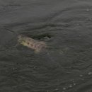 남대천강릉교밑 이미지