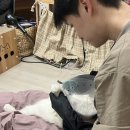 골골탬버린클럽 | [골골탬버린클럽] 고양이미용 고양이출장미용 노원 고양이무마취미용 고양이교감미용