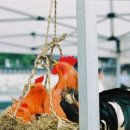 (주)꼬끼오 이미지