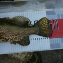 여울쏘가리 이미지