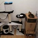 고양이집 이미지