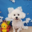 뚱이애견 이미지