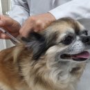 (주)서울동물병원 이미지