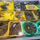 주문진세꼬시회 이미지