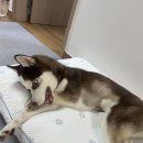 베베데코 | [내돈내산후기] 베베데코 강아지 냉감매트 ㅣ 허스키 밤이도 반한 여름 필수템