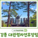 옥류천이야기길(소나무숲길) | 강릉 국립대관령자연휴양림 가볼만한곳 소나무숲길 트레킹