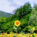 7·8월 꽃구경 해바라기 축제·명소 3 이미지