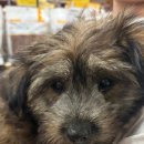 다듬다듬 | 구미 옥계 애견미용실 다듬 후기