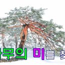 한국 소나무의 미를 찾아서 이미지