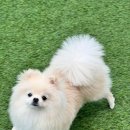 뽀글뽀글 반려견 유치원&호텔 이미지