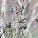 BLUE BOUNCE 이미지