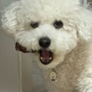 꼼댕냥 | [마곡] 마곡나루역 강아지 수제간식 내 돈 내산 후기 : 꼼댕냥