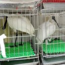 대만의 타이난 지역 저어새 보툴리누스 감염 중독으로 7마리 사망, 조류독감 바이러스 검출 소식 이미지