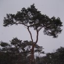 용주 이미지