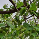 봉주로길 이미지