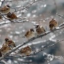 참새