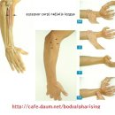 수근신근 및 상완요골근 (hand extensors and brachioradialis) 이미지