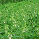 부암마을앞 이미지