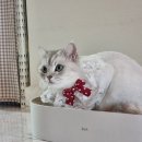 묘은 이미지