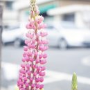 계백로 Daum카페