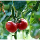 산내들농장 이미지