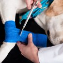 연수동물메디컬센터 이미지